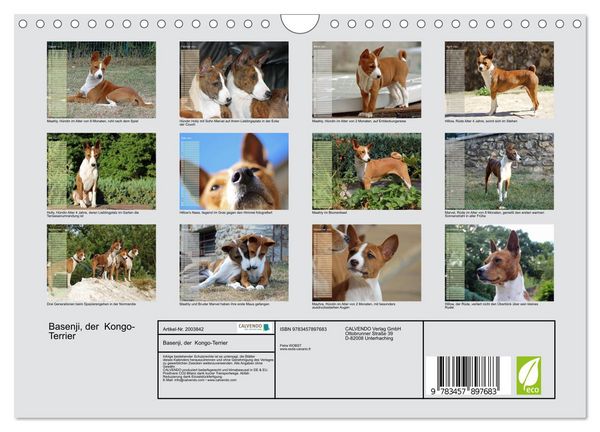 Produktbild: Basenji, der Kongo-Terrier (Wandkalender 2026 DIN A4 quer), CALVENDO Monatskalender