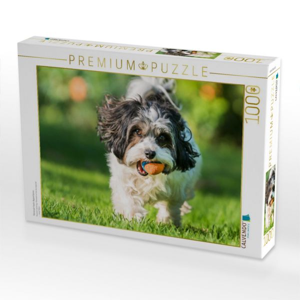 Produktbild: CALVENDO Puzzle Havanser beim Apportieren | 1000 Teile Lege-Gr&ouml;&szlig;e 64x48cm Foto-Puzzle f&uuml;r gl&uuml;ckliche Stunden