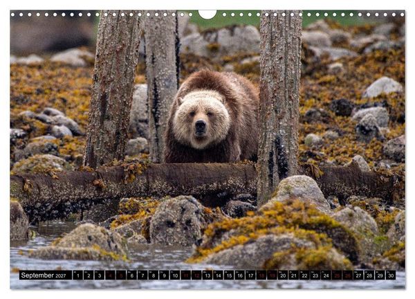 Produktbild: Grizzlys und Geisterb&auml;ren - Glendale Cove, Kanada (Wandkalender 2027 DIN A3 quer), CALVENDO Monatskalender