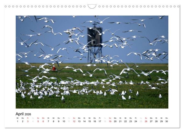 Produktbild: Die sch&ouml;ne Insel Neuwerk (Wandkalender 2026 DIN A3 quer), CALVENDO Monatskalender