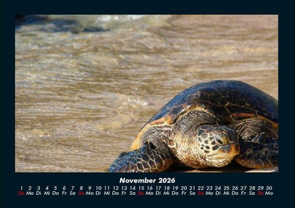 Produktbild: Schildkr&ouml;tenzauber 2026 Fotokalender DIN A4