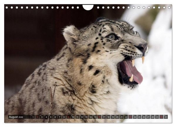 Produktbild: Raubkatzen. Wild, sch&ouml;n und kraftvoll (Wandkalender 2026 DIN A4 quer), CALVENDO Monatskalender