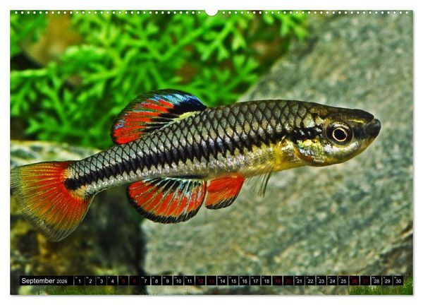 Produktbild: Outdoor-Aquaristik (hochwertiger Premium Wandkalender 2026 DIN A2 quer), Kunstdruck in Hochglanz