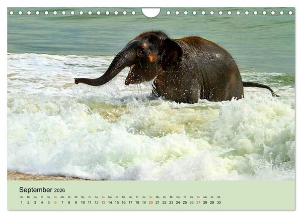 Produktbild: Elefanten. Badespa&szlig; am Strand (Wandkalender 2026 DIN A4 quer), CALVENDO Monatskalender