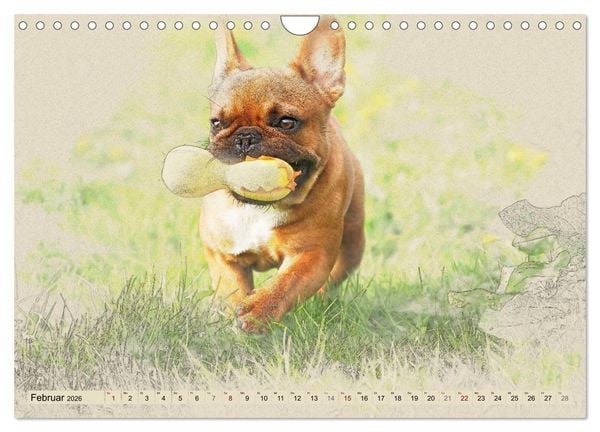 Produktbild: Franz&ouml;sische Bulldoggen 2026 (Wandkalender 2026 DIN A4 quer), CALVENDO Monatskalender