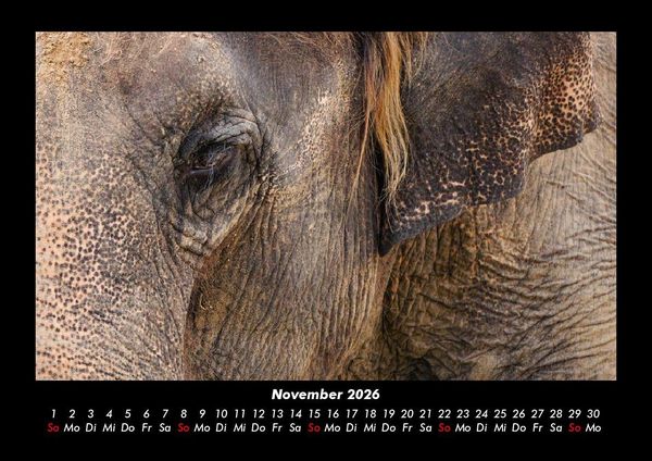Produktbild: Der Elefantenkalender 2026 Fotokalender DIN A3