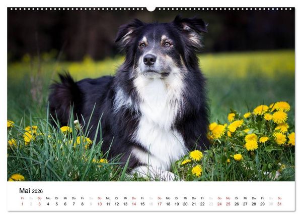 Produktbild: Australian Shepherd - Traum auf vier Pfoten (hochwertiger Premium Wandkalender 2026 DIN A2 quer), Kunstdruck in Hochglanz
