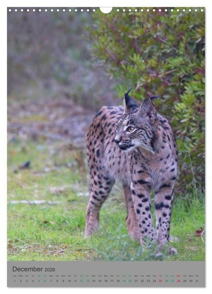 Produktbild: Wildlife of Spain (Wall Calendar 2026 DIN A3 portrait), CALVENDO 12 Month Wall Calendar