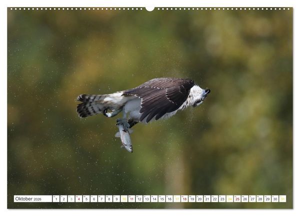 Produktbild: Fischadler - Meister des Sturzfluges (Wandkalender 2026 DIN A2 quer), CALVENDO Monatskalender