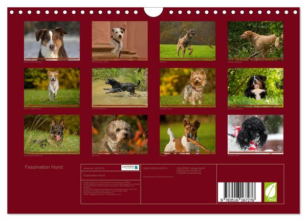 Produktbild: Faszination Hund (Wandkalender 2026 DIN A4 quer), CALVENDO Monatskalender