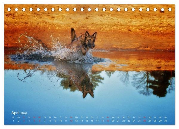 Produktbild: Malinois lieben Wasser (Tischkalender 2026 DIN A5 quer), CALVENDO Monatskalender