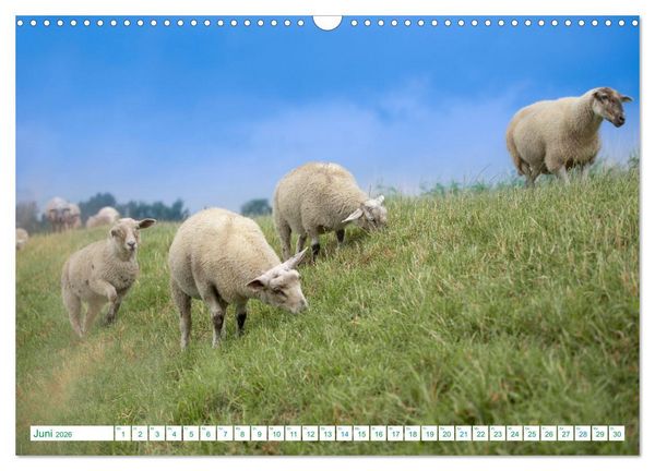 Produktbild: Schillig und Horumersiel - Im Wangerland unterwegs (Wandkalender 2026 DIN A3 quer), CALVENDO Monatskalender