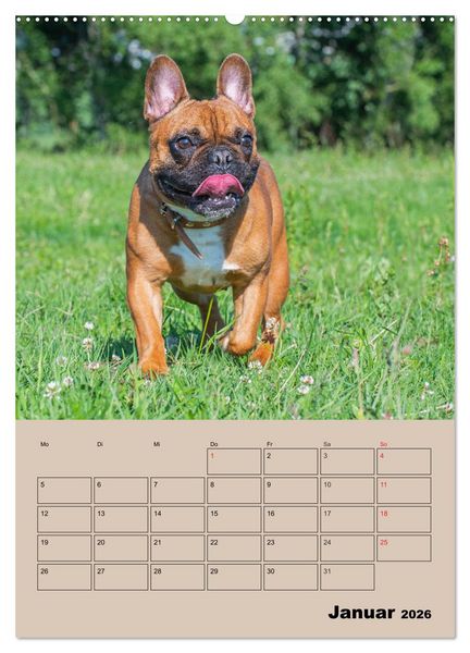 Produktbild: Jahresplaner Franz&ouml;sische Bulldogge (Wandkalender 2026 DIN A2 hoch), CALVENDO Monatskalender