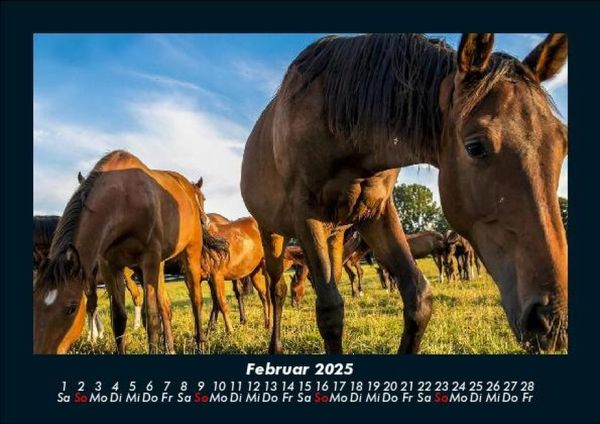 Produktbild: Die Welt der Pferde 2025 Fotokalender DIN A5
