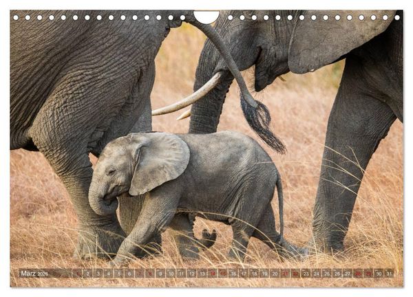 Produktbild: Safari in Tansania (Wandkalender 2026 DIN A4 quer), CALVENDO Monatskalender