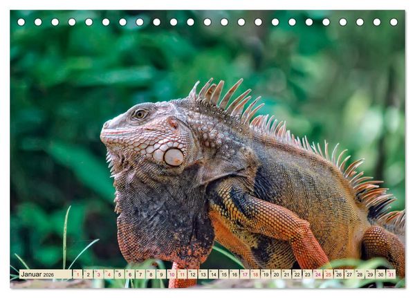 Produktbild: Wundersch&ouml;ner Leguan (Tischkalender 2026 DIN A5 quer), CALVENDO Monatskalender