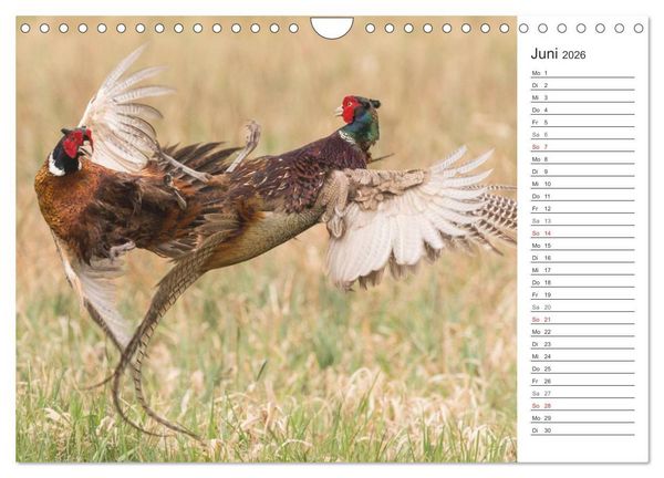 Produktbild: Emotionale Momente: Wild und Jagd. (Wandkalender 2026 DIN A4 quer), CALVENDO Monatskalender