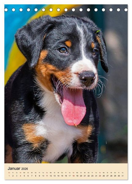 Produktbild: Schweizer Sennenhunde stellen sich vor (Tischkalender 2026 DIN A5 hoch), CALVENDO Monatskalender