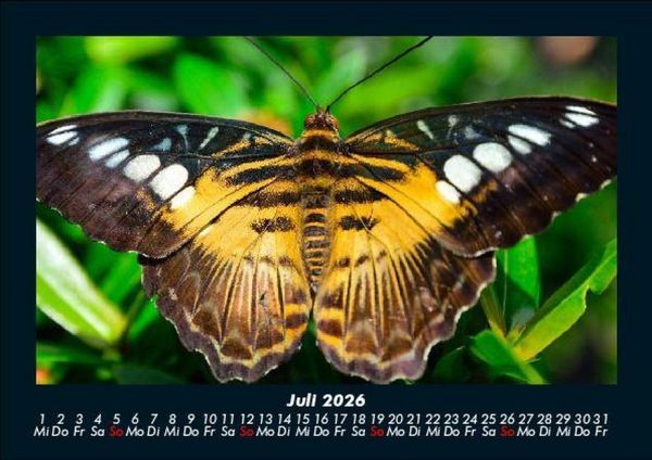 Produktbild: Tierkalender 2026 Fotokalender DIN A5