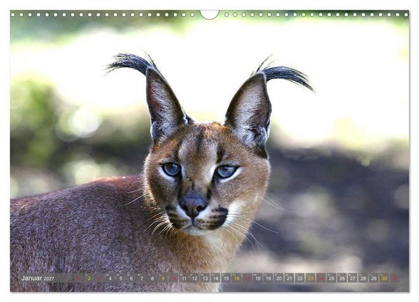 Produktbild: Katzen Afrikas (Wandkalender 2027 DIN A3 quer), CALVENDO Monatskalender