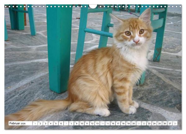 Produktbild: Katzen der Kykladen (Wandkalender 2026 DIN A3 quer), CALVENDO Monatskalender