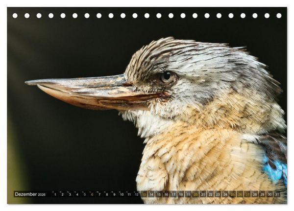 Produktbild: Imposante Vogelportr&auml;ts (Tischkalender 2026 DIN A5 quer), CALVENDO Monatskalender