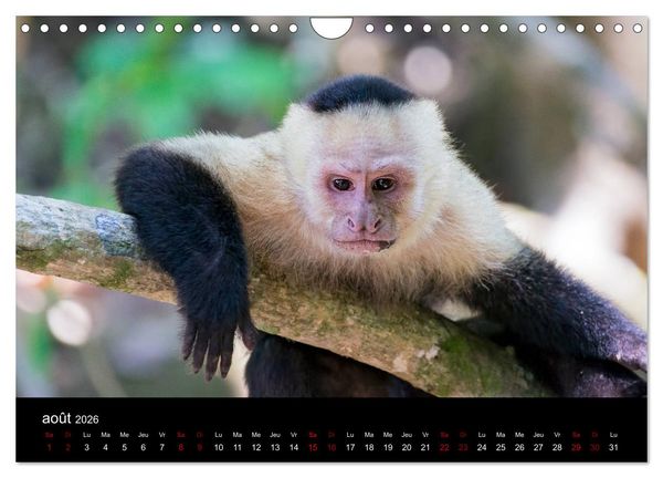 Produktbild: Costa Rica Paradis de la Biodiversit&eacute; (Calendrier mural 2026 DIN A4 vertical), CALVENDO calendrier mensuel