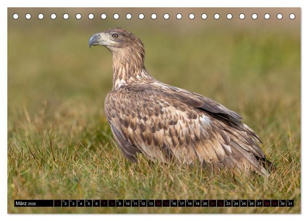 Produktbild: Seeadler in Polen (Tischkalender 2026 DIN A5 quer), CALVENDO Monatskalender