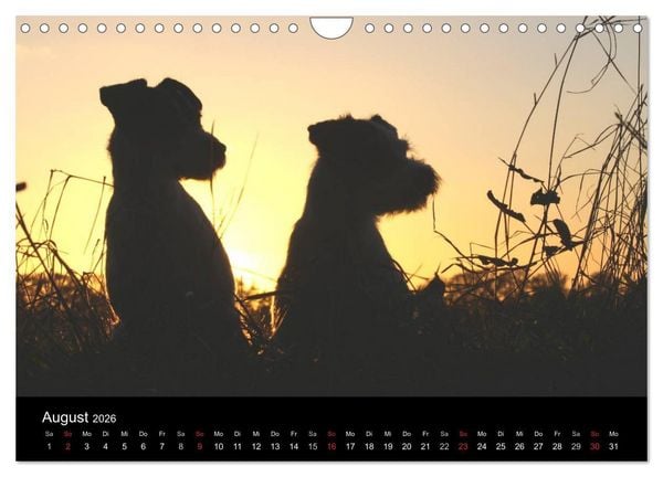Produktbild: The Bravehearts und Freunde - Parson Russells (Wandkalender 2026 DIN A4 quer), CALVENDO Monatskalender