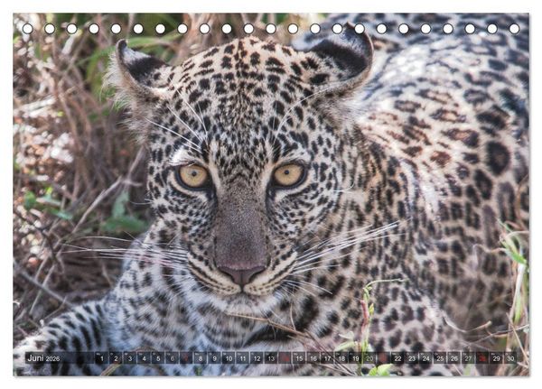 Produktbild: Leoparden - Geheimnisvolle J&auml;ger (Tischkalender 2026 DIN A5 quer), CALVENDO Monatskalender