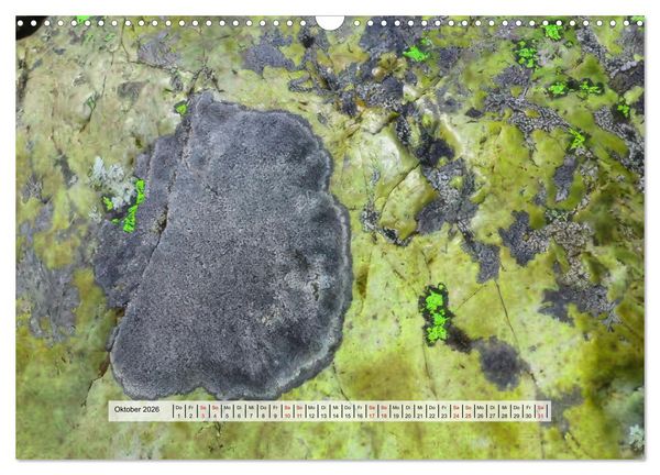Produktbild: organische Strukturen Abstrakte Formen der Natur (Wandkalender 2026 DIN A3 quer), CALVENDO Monatskalender