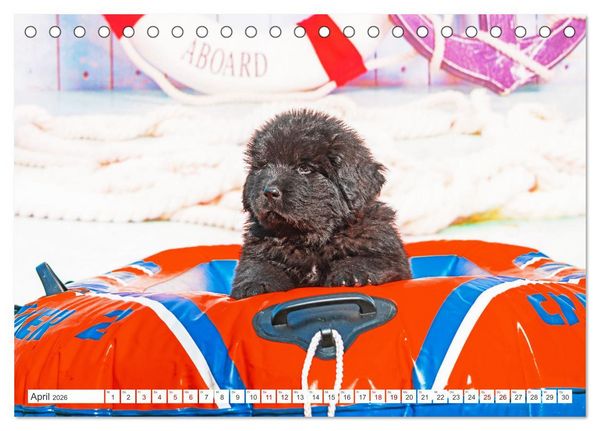 Produktbild: Neufundl&auml;nder - Kleine Weltentdecker (Tischkalender 2026 DIN A5 quer), CALVENDO Monatskalender