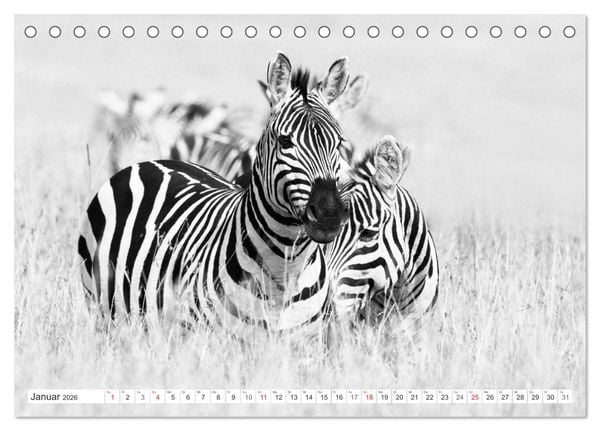 Produktbild: Emotionale Momente: Zebras - black & white. (Tischkalender 2026 DIN A5 quer), CALVENDO Monatskalender