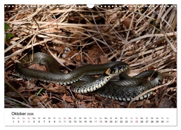 Produktbild: Heimische Tierwelt (Wandkalender 2026 DIN A3 quer), CALVENDO Monatskalender