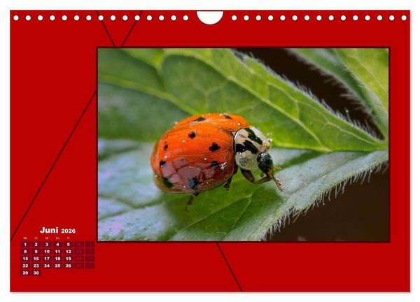 Produktbild: Powerfarbe Rot (Wandkalender 2026 DIN A4 quer), CALVENDO Monatskalender