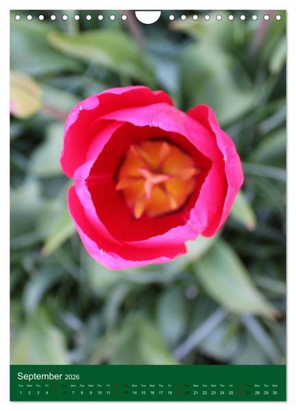 Produktbild: Dutch Tulips (Wall Calendar 2026 DIN A4 portrait), CALVENDO 12 Month Wall Calendar