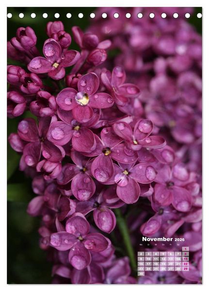 Produktbild: Fliederbl&uuml;te (Tischkalender 2026 DIN A5 hoch), CALVENDO Monatskalender