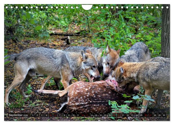 Produktbild: Begegnung mit dem Wolf (Wandkalender 2026 DIN A4 quer), CALVENDO Monatskalender