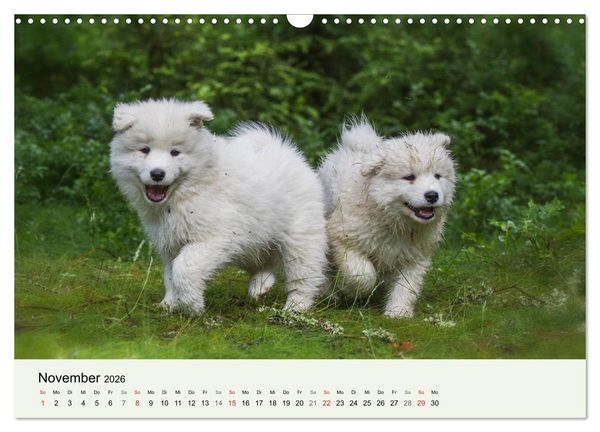 Produktbild: Kleine Samojeden - Eisb&auml;rchen Abenteuer im M&auml;rchenwald (Wandkalender 2026 DIN A3 quer), CALVENDO Monatskalender
