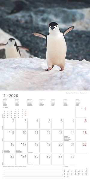 Pinguine 2026 - Broschürenkalender 30x30 cm (30x60 geöffnet) - Kalender mit Platz für Notizen - Penguins - Bildkalender - Wandplaner - Wandkalender