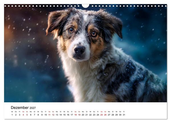 Produktbild: Born to run - Ein Jahr mit Australian Shepherds (Wandkalender 2027 DIN A3 quer), CALVENDO Monatskalender