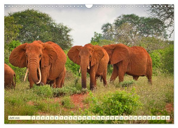 Produktbild: Die Riesen der Savanne (Wandkalender 2026 DIN A3 quer), CALVENDO Monatskalender