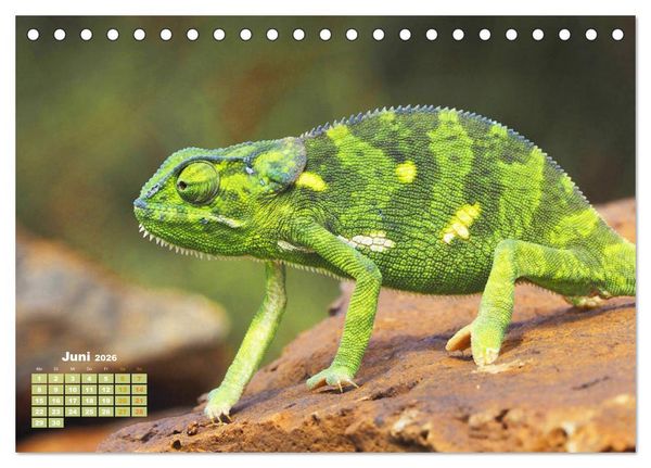 Produktbild: Cham&auml;leon: Die farbenfrohe Welt der Reptilien (Tischkalender 2026 DIN A5 quer), CALVENDO Monatskalender
