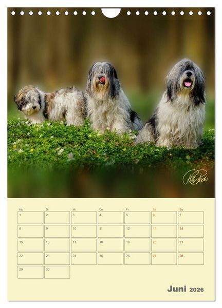 Produktbild: PON-Welpen - jeder Tag ein gro&szlig;es Abenteuer / Planer (Wandkalender 2026 DIN A4 hoch), CALVENDO Monatskalender