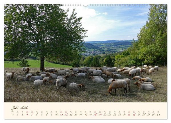 Produktbild: Coburger Fuchsschaf (Wandkalender 2026 DIN A2 quer), CALVENDO Monatskalender