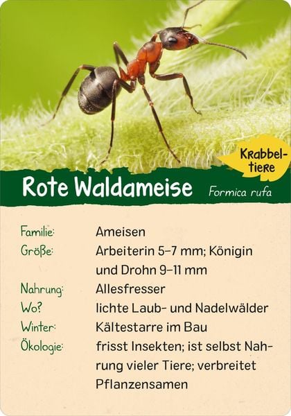 Produktbild: Naturforscher-Kids &ndash; Wald