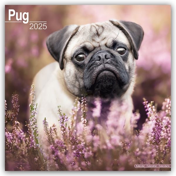 Pugs – Möpse 2025 - 16-Monatskalender