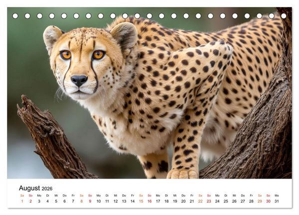 Produktbild: Geparden - Eleganz auf vier Pfoten (Tischkalender 2026 DIN A5 quer), CALVENDO Monatskalender