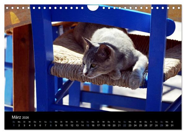 Produktbild: Katzensprung (Wandkalender 2026 DIN A4 quer), CALVENDO Monatskalender