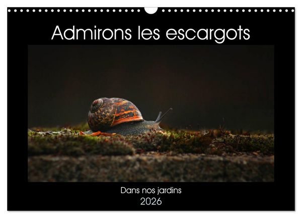 Produktbild: Admirons les escargots (Calendrier mural 2026 DIN A3 vertical), CALVENDO calendrier mensuel